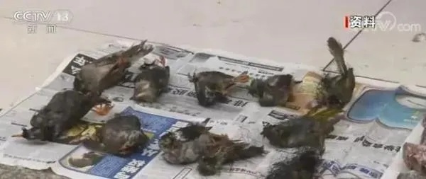 羊小咩便荔卡额度兑现与临时额度问题解答